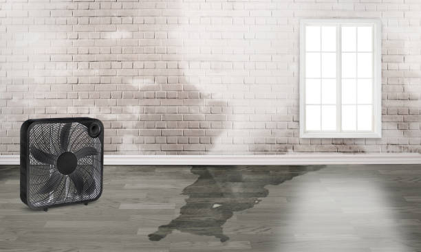 Best Ceiling water damage repair  in Marysville, WA